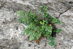 Asplenium ruta-muraria