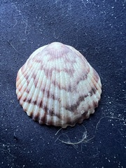 Argopecten gibbus