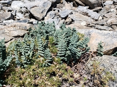 Pellaea bridgesii
