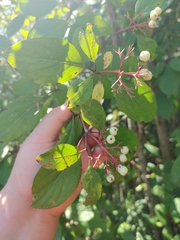 Cornus amomum