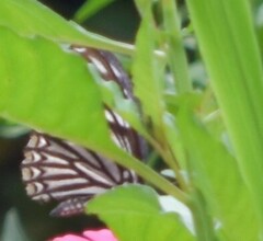 Papilio clytia