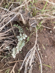 Astragalus amphioxys