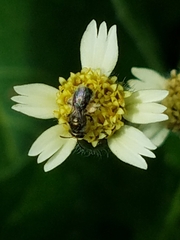 Anthophila