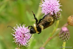 Bombus campestris