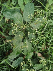 Clerodendrum cyrtophyllum