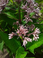 Physocephala furcillata