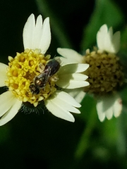 Anthophila