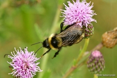 Bombus campestris