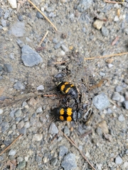 Nicrophorus tomentosus