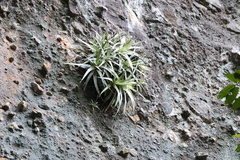 Hechtia matudae