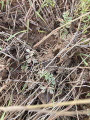 Astragalus amphioxys