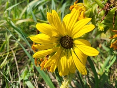 Silphium laciniatum