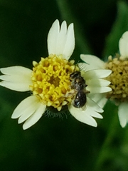 Anthophila