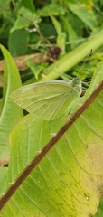 Pieris rapae