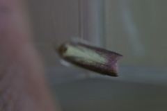 Oncocera semirubella