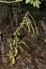 Pseudoturritis turrita