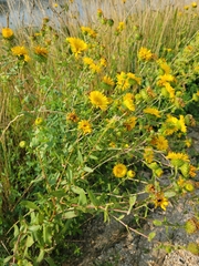 Grindelia squarrosa