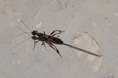 Stephanus serrator