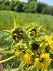 Silphium laciniatum