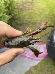 Procambarus clarkii