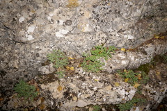 Arabis caucasica
