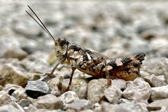 Melanoplus ponderosus