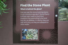 Lithops