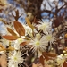 Eugenia dysenterica - Photo (c) Eric Fischer Rempe, some rights reserved (CC BY-NC), uploaded by Eric Fischer Rempe