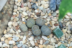 Lithops