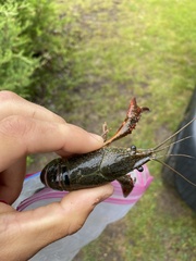 Procambarus clarkii