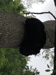 Inonotus