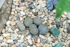 Lithops