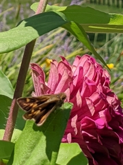 Hylephila phyleus