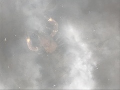 Pacifastacus leniusculus