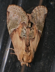Antithemerastis acrobela