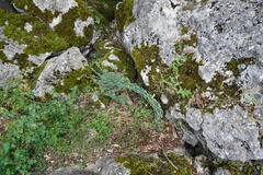 Linaria genistifolia