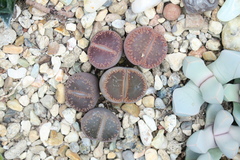 Lithops
