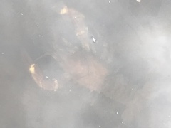 Pacifastacus leniusculus