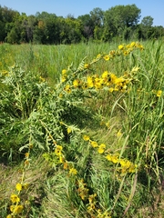 Silphium laciniatum