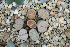 Lithops