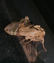 Antithemerastis acrobela