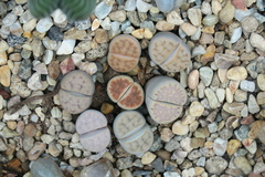 Lithops