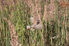 Cirsium arvense