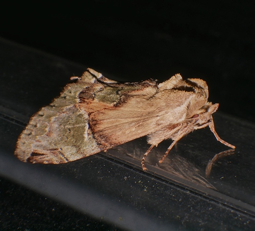 Antithemerastis acrobela