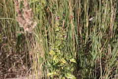 Cirsium arvense