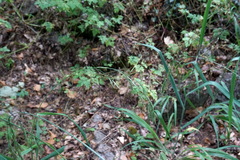 Bromus benekenii