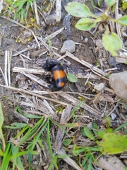 Nicrophorus vespilloides