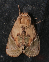 Antithemerastis acrobela