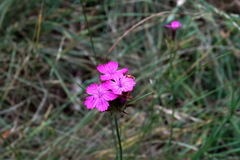 Dianthus capitatus
