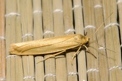 Eilema lutarella